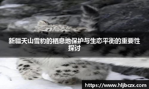 新疆天山雪豹的栖息地保护与生态平衡的重要性探讨